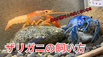 ザリガニ 飼い方