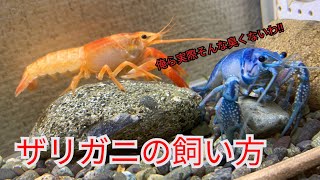 ザリガニの飼い方、これからザリガニ飼おうと悩んでる人是非見て