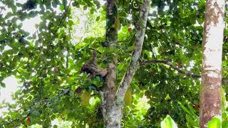 Sloths At Kapi Lodge… 🦥🌿🌱