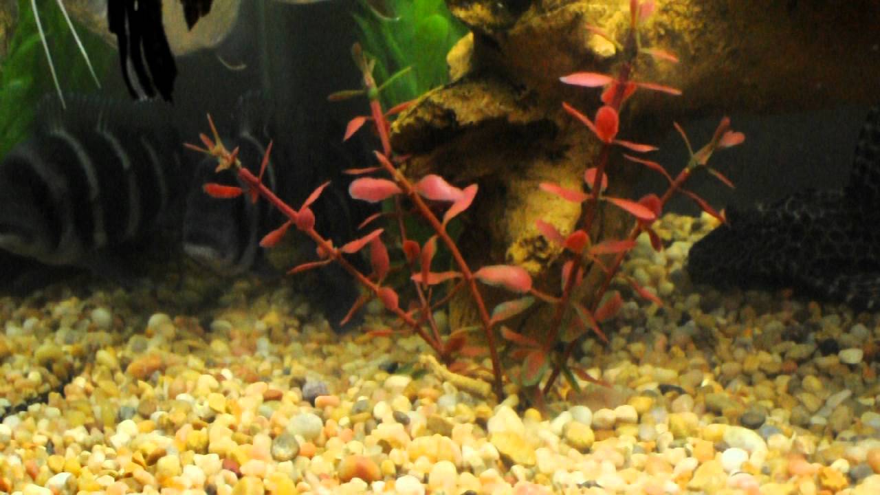 55 gallon marineland aquarium