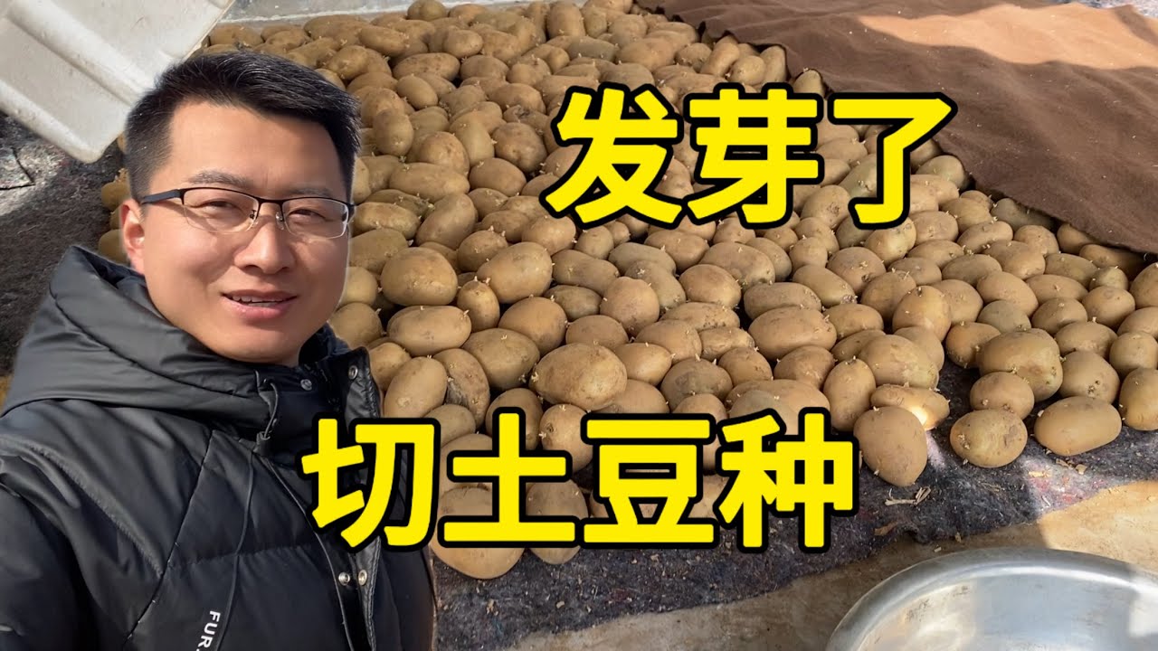 你知道土豆种是什么样吗？今天切土豆种，准备种土豆