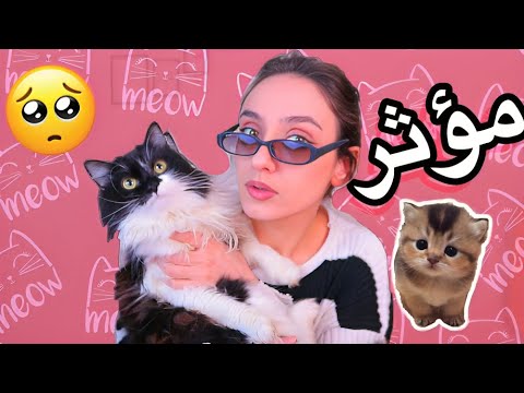 احزر القط من ملمسه 14قطوة في منزلنا