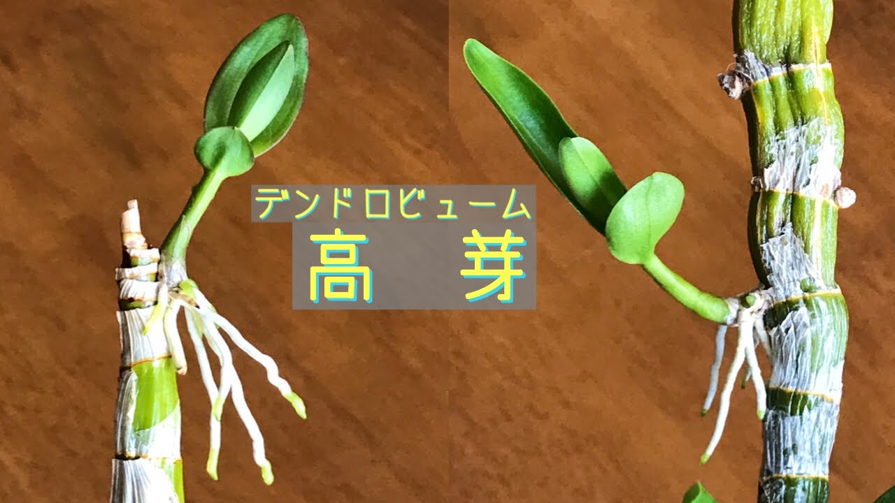 9月デンドロビュームの高芽 植え付け デンファレ 胡蝶蘭の新芽 花芽 Youtube