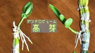 9月デンドロビュームの高芽　植え付け　デンファレ　胡蝶蘭の新芽（花芽？）