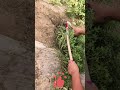 Harvesting Purslane Again and Again 🌿🧺