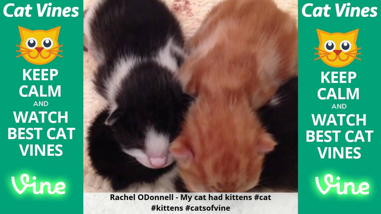 funniest videos download Funniest Cat Vines #24 - Updated August 9th, 2015