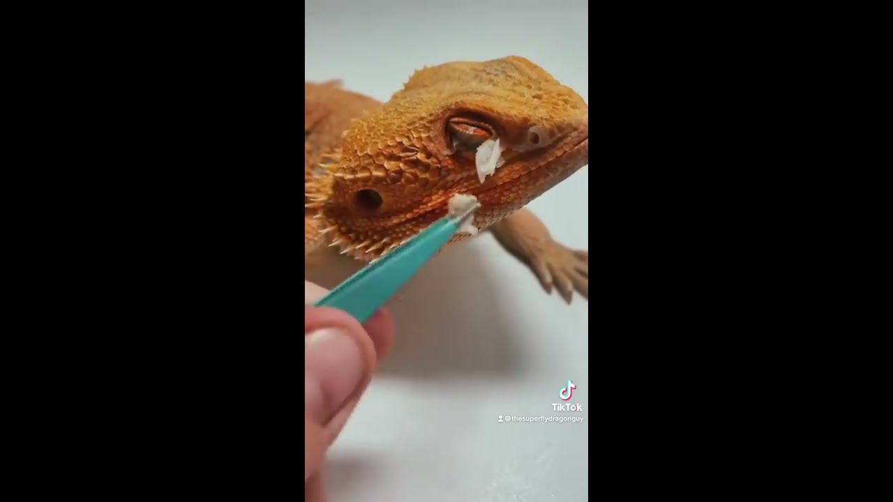 Bearded Dragon Shedding 