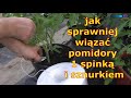 jak sprawniej wiązać pomidory 1 spinką i sznurkiem