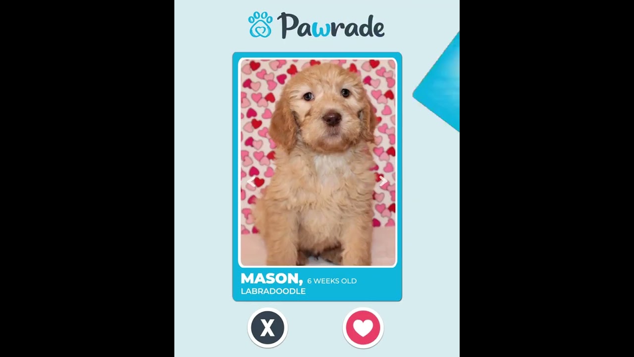 Connecting you to happy and healthy puppies! 