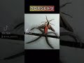 世界中で驚愕された見た目を持つ【クロスジヒトリ】