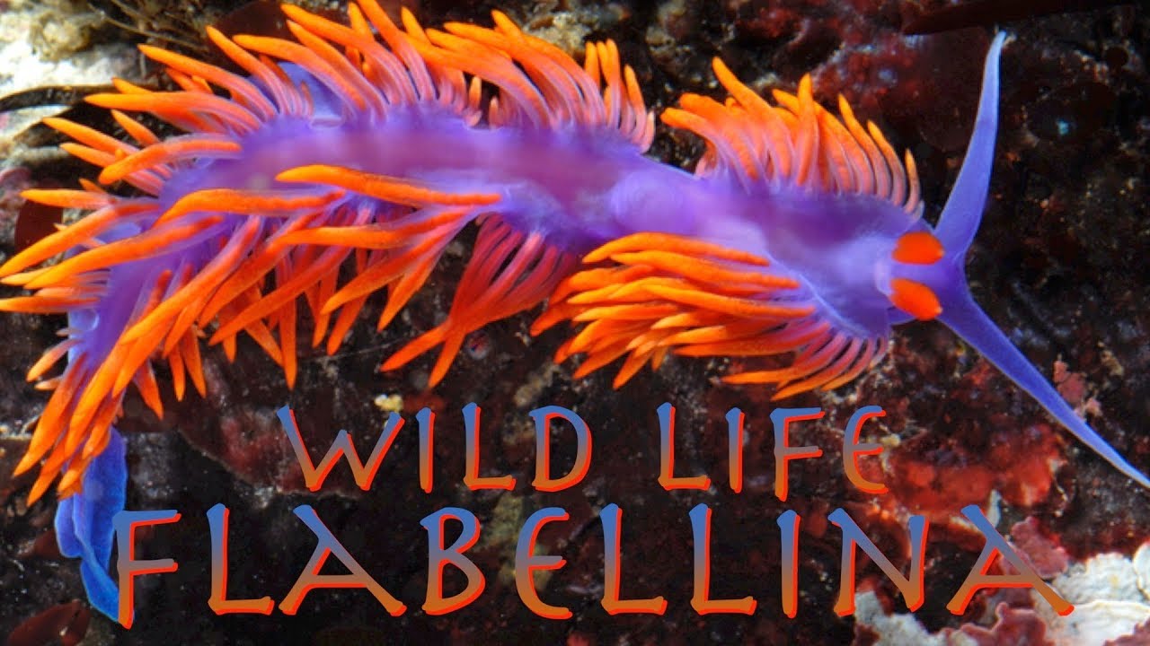 #Flabellina