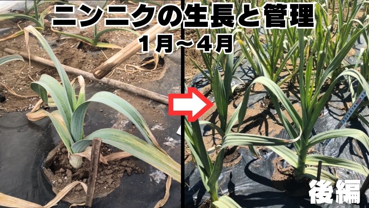 ３種類のニンニクの生長と管理【後編】１月～４月｜暖かくなると急生長2025年1月27日　2月24日　3月17日　4月4日　4月16日