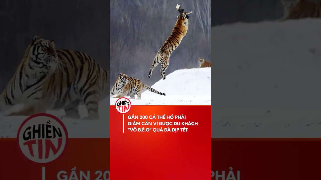 Sau Táº¿t, gáº§n 200 cÃ¡ thá»ƒ há»• pháº£i giáº£m cÃ¢n #shorts #tet