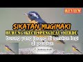 Sikatan Mugimaki Si Pengicau Merdu Review Mp3 - Mp4 Download