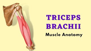 Triceps Brachii Muscle | Musculoskeletal Anatomy | Doctor Speaks
