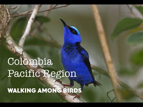 Colombia  DOCUMENTARY, The Pacific Coast, Walking Among Birds