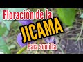 JICAMA: Formación de semilla para siguiente temporada.