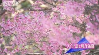 タイ北部で桜が満開　多くの花見客が訪れる（12/01/22）