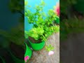 baris Mey free ka fatilaijar ka ho raha hai bohot aacha asar #plant #gardening