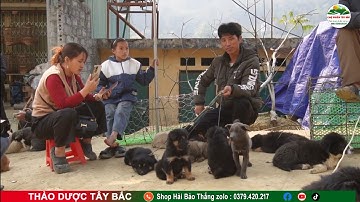 Chợ phiên vùng cao / Chợ Cán Cấu Si Ma Cai hôm thứ 7 / chợ phiên Tây Bắc ấn tượng nhất