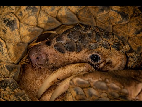 Peculiar Pangolins and Pythons