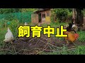【悲報】命の危険を感じたので飼育を中断、即刻山を降りました… 296話目