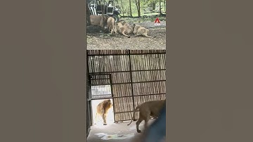 Lions that fatally mauled Thai zookeeper quarantined; autopsy finds broken neck, bones