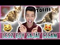 $ CSECSE CSALÁD ÚJ TAGJA: TOFIFI CICA!! ❤️😸 $