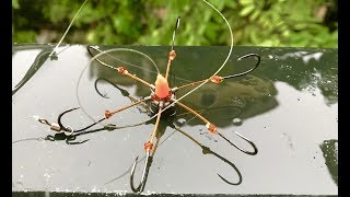 Download Touch Fishing - How To Method Touch Hooks - Diy Fishing - Câu Chạm Cơ Bản Video MP3 Touch Fishing - How To Method Touch Hooks - Diy Fishing - Câu Chạm Cơ Bản