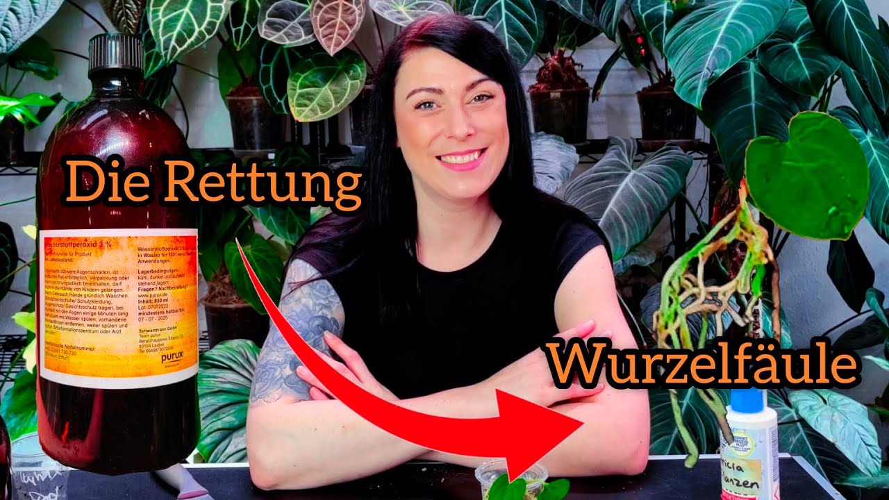 Wurzelfule behandeln. Fr monstera, Philodendron, anthurium, alocasia und  Co.