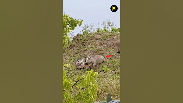 Leopard vs Wild Boar: Intense Battle for Survival! | #Leopard #WildBoar #Shorts#animals#shortsfeed