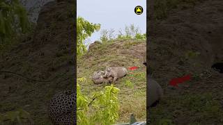 Leopard vs Wild Boar: Intense Battle for Survival! | #Leopard #WildBoar #Shorts#animals#shortsfeed