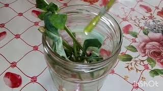 Черенкование эустомы из букета ПРОВАЛЕНО!