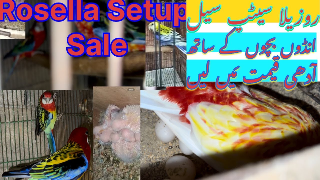 Rosella Setup for Sale with chicks & eggs,روزیلا کا سیٹ اپ انڈوں بچوں کے ساتھ سیل،مانسہرہ مَیں