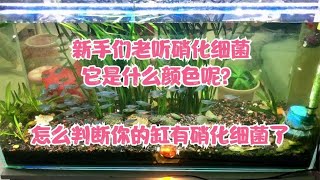 新手们老听硝化细菌它是什么颜色呢怎么判断你的缸有硝化细菌