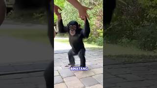 Simpanse Reunian Dengan Teman Lamanya