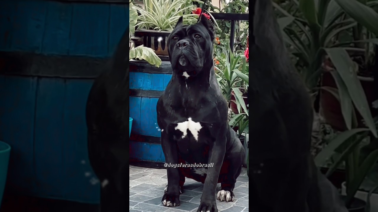 5 Curiosidades sobre o poderoso Cane corso. 🐶 