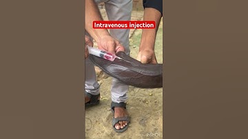 Intravenous injection l dr Umar Khan