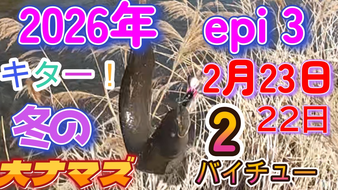 2月23日22日のナマズ釣り🎣2連発😱キター！冬の大ナマズ😤2バイチュー😁