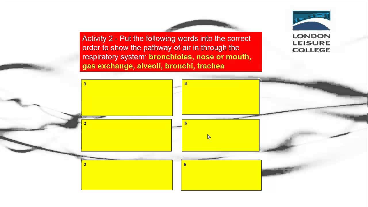 respiratory system 
