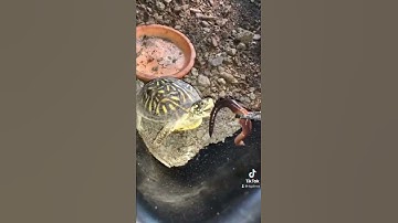Turtle VS Worm! 🐢🪱