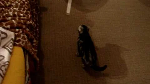 Video 3631901: american shorthair, shorthair siamese