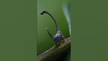 A bug fashion show 🪲 #PlanetEarth3 #Treehoppers