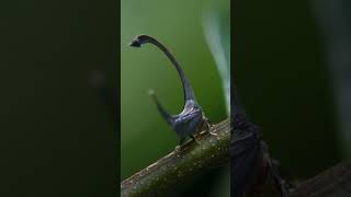 A Bug Fashion Show 🪲 #Planetearth3 #Treehoppers