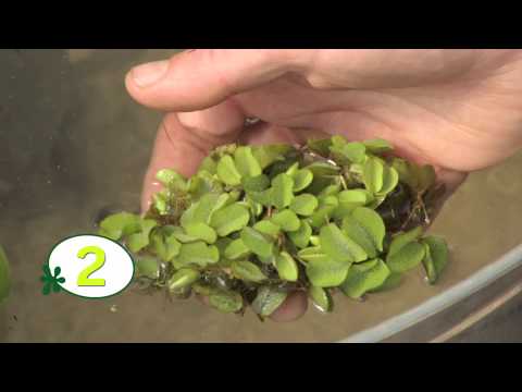 Video: Waar groeien waterlelies? Beschrijving en foto van de waterlelie