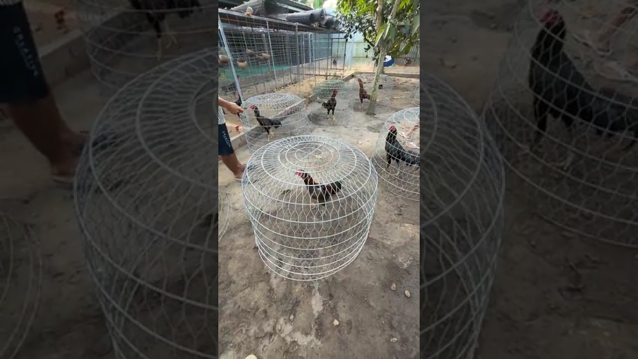 Ngắm Gà Buổi Sáng Cùng Anh Cường Lào Cai