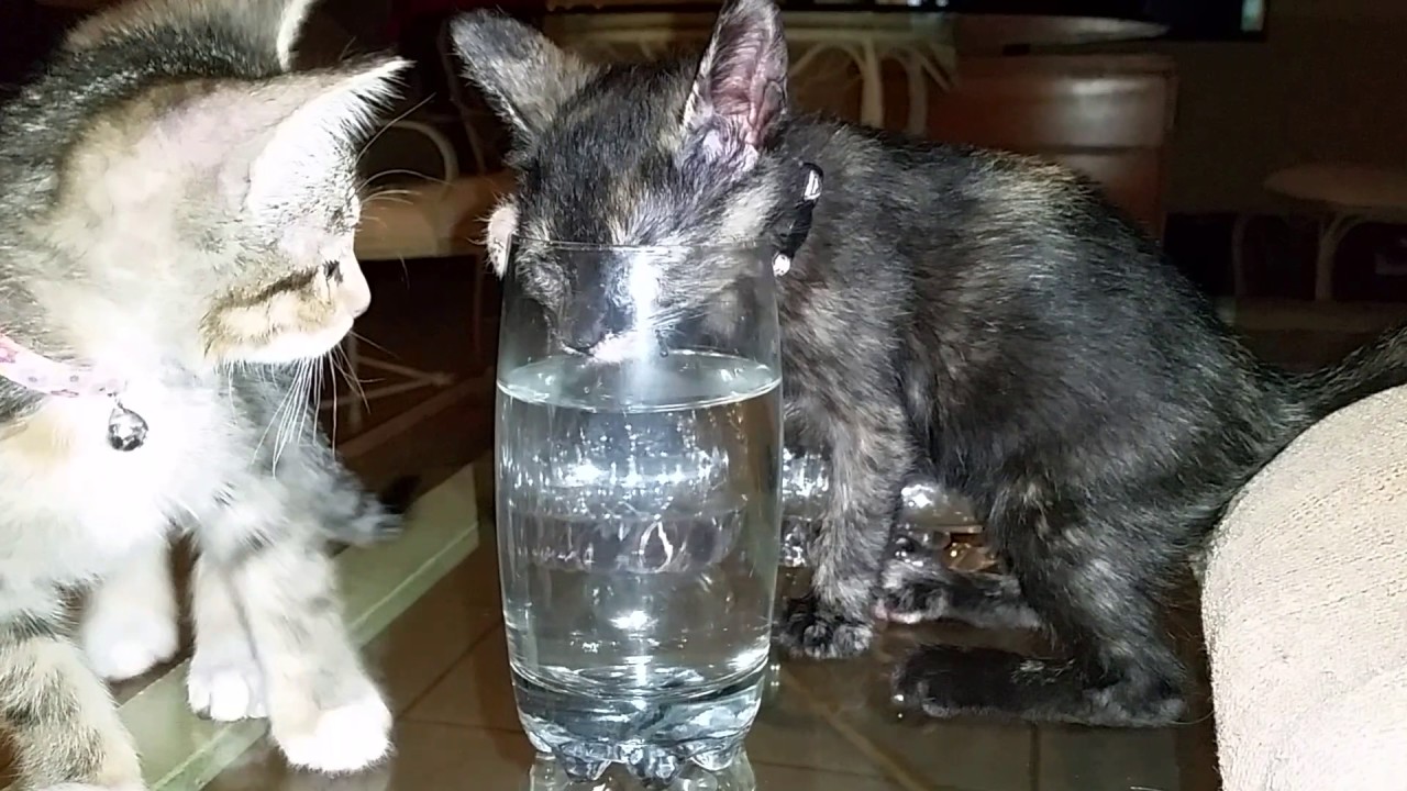 Silly Kittens Drinking Water Out of a Tall Glass on the Coffee Table
