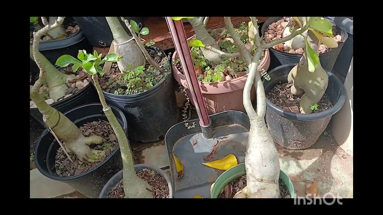 Replante e dicas de adubação. 