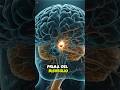 Ti svegli prima della sveglia? ecco perché🧠 #sleep #science #brainfacts