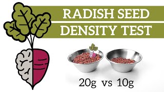 Microgreens Seed Density - Radish 20g vs 10g